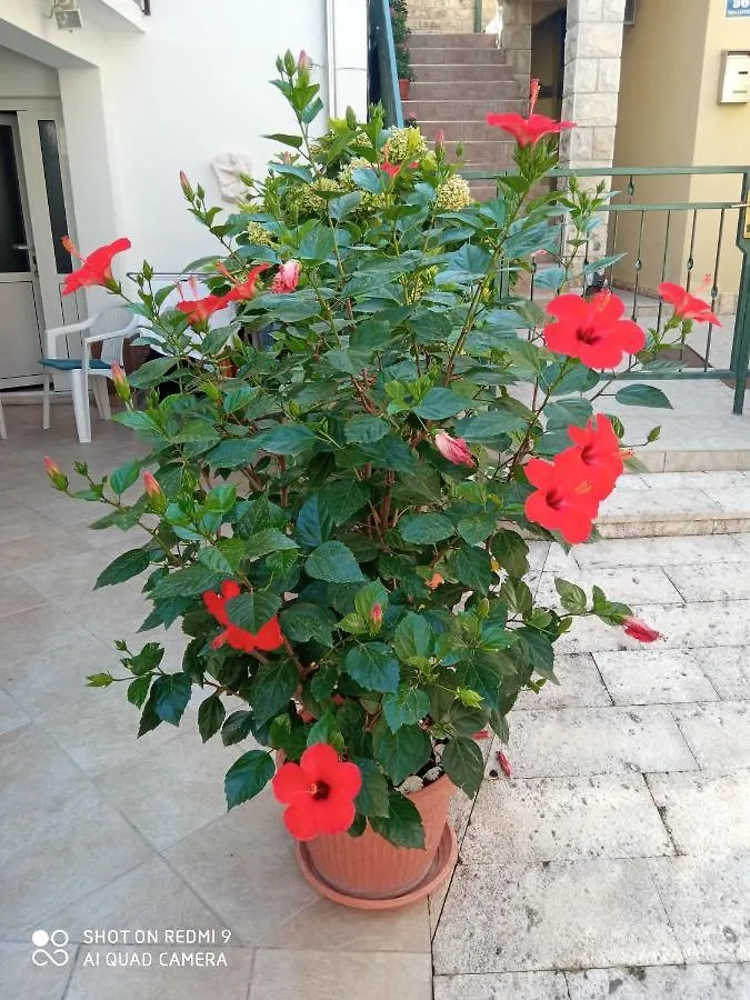 Apartments Sime Trogir 0*,